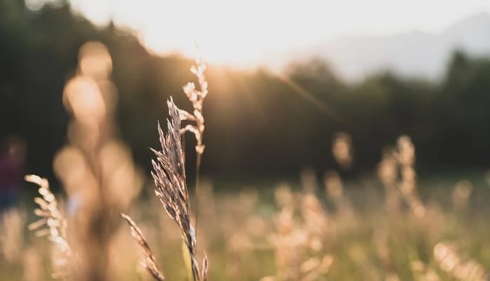 Petersen Farms Assisted Living & Memory Care