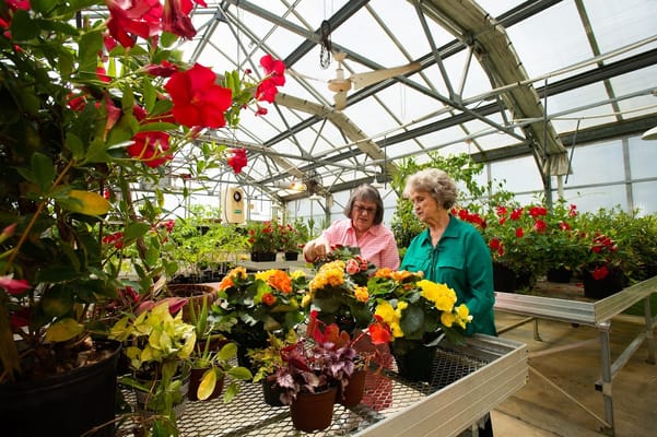 Two women examining potted flowers in a greenhouse