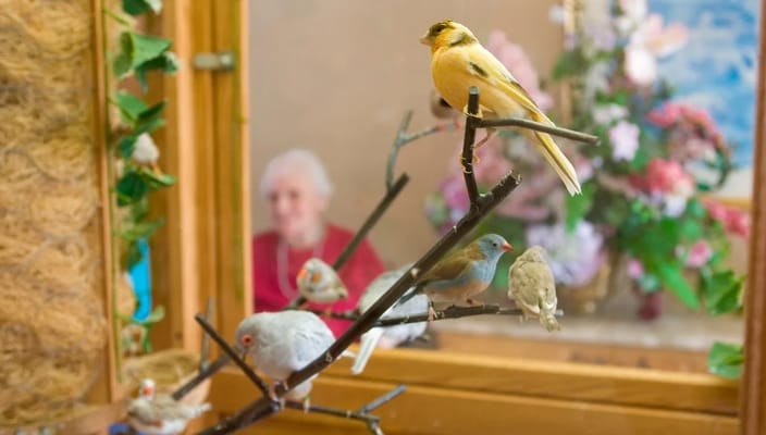 Canary perched on a branch with other birds nearby