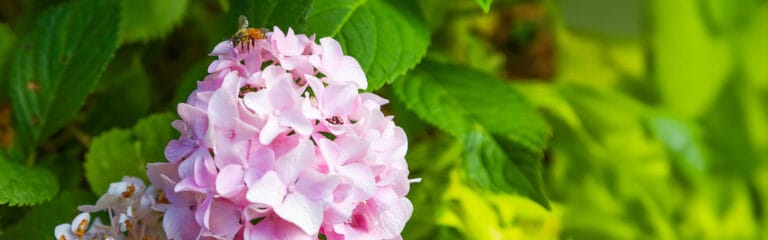 Springmoor Life Care Retirement Community