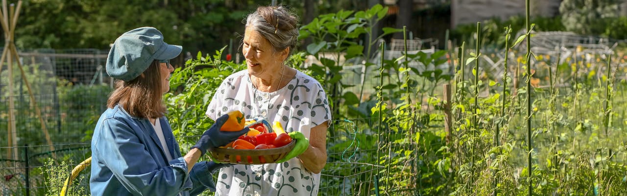 Residents harvesting vegetables in a community garden