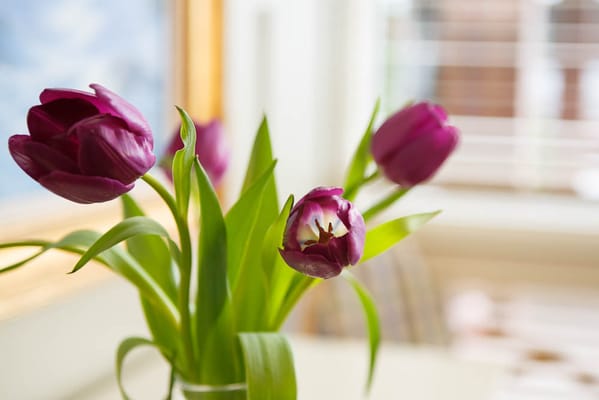 A bouquet of purple tulips in a sunny interior