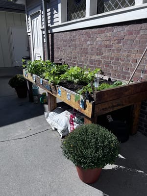 Raised garden beds with vegetables near a building