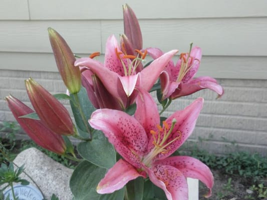 Lena‘s Gentle Care