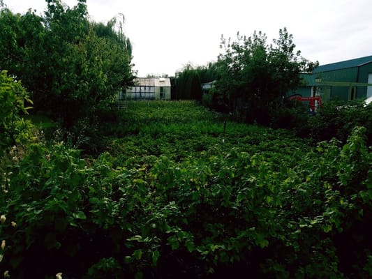 Lush greenery in an outdoor garden space