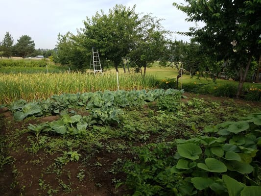 A vegetable garden with various plants and trees