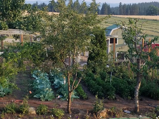 Garden area with vegetables and trees