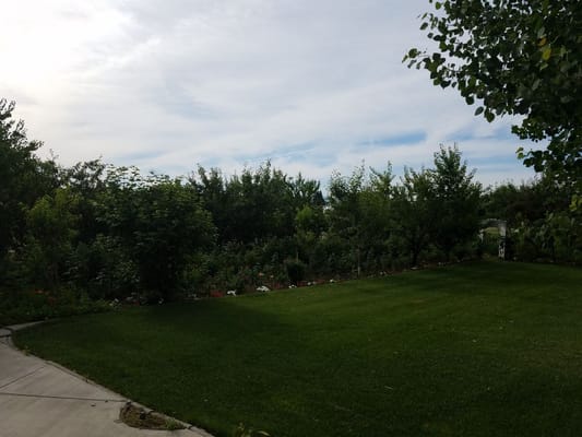 Lush garden area with green grass and trees
