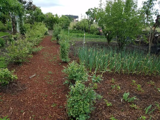 A garden pathway lined with greenery and plants