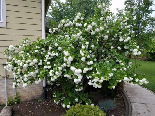 Lena‘s Gentle Care