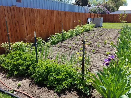 A vibrant community garden with planted rows