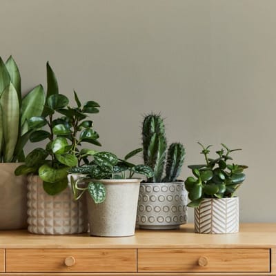 Laguna Senior Apartments