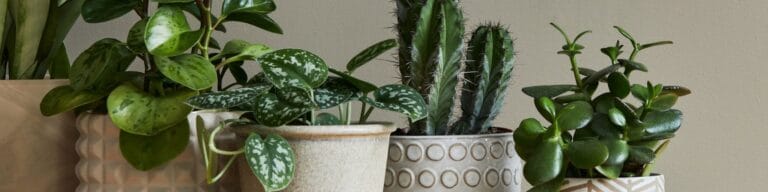 Laguna Senior Apartments