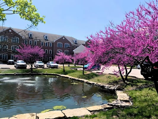 Outdoor area with blooming trees and pond