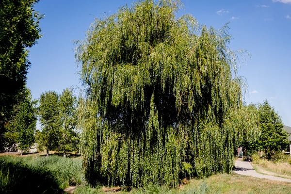 The Gardens at Columbine