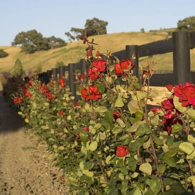 Oklahoma Palliative & Hospice Care