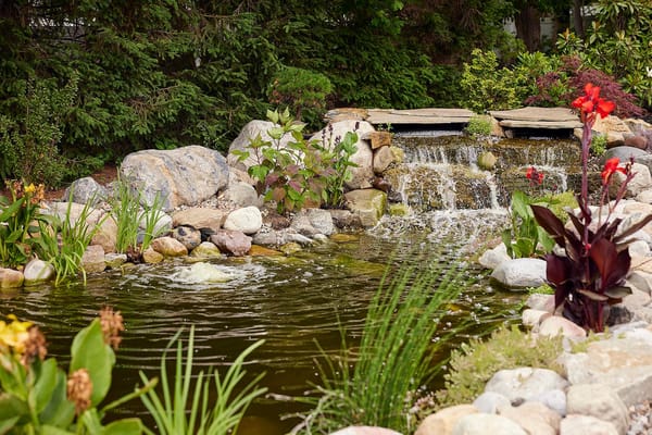 Tranquil garden pond with rocks and flowers