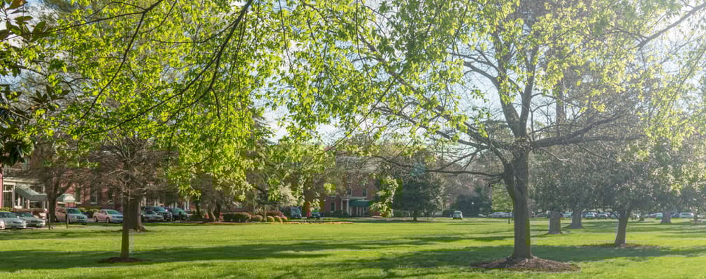 Sunny outdoor space with trees and lawn