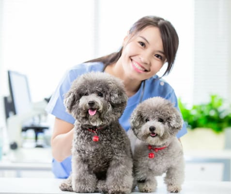Staff member with two therapy dogs in a facility setting