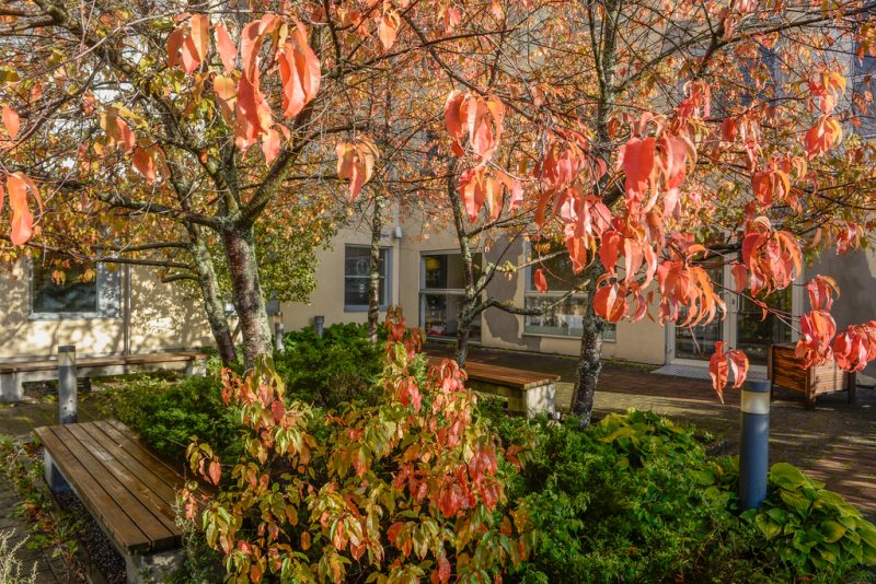 Autumn leaves in a serene outdoor area of the facility