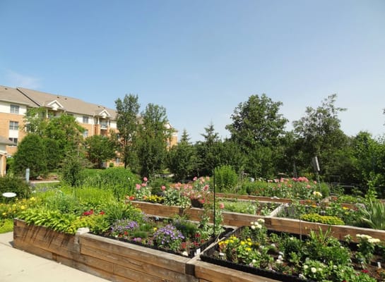 Vibrant community garden with flowers and greenery