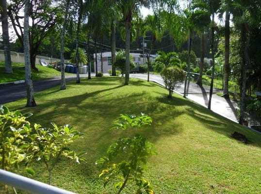 Vibrant green lawn with palm trees in a senior living facility.