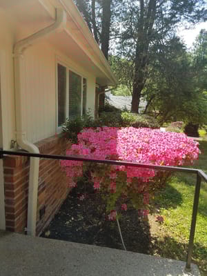 Vibrant pink flowers near the facility entrance