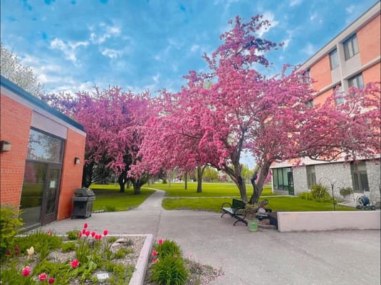 Blossoming trees in a landscaped outdoor area