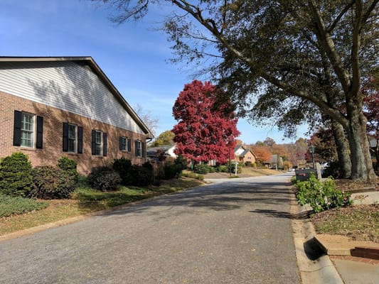 Colorful trees lining a quiet residential street