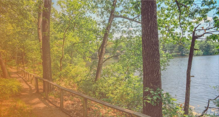 Scenic view of a lake surrounded by trees