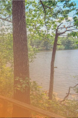 View of a serene lake surrounded by trees
