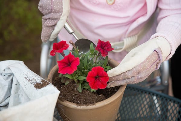 Resident gardening with red flowers in a pot