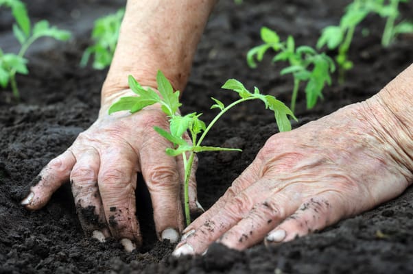 Close-up of hands planting a tomato seedling in soil