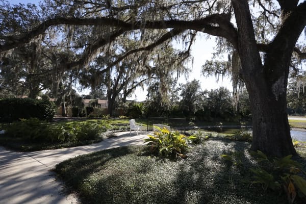 Outdoor garden space with trees and pathways