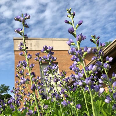 Purple flowers blooming in front of the facility