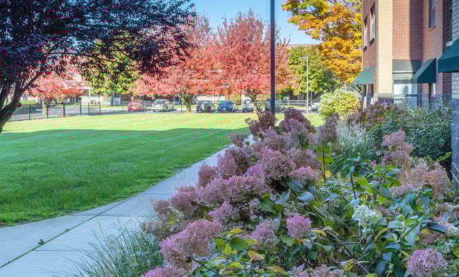 Colorful outdoor garden with vibrant flowers and greenery