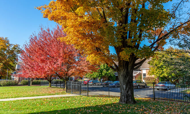Vibrant autumn trees in an outdoor space
