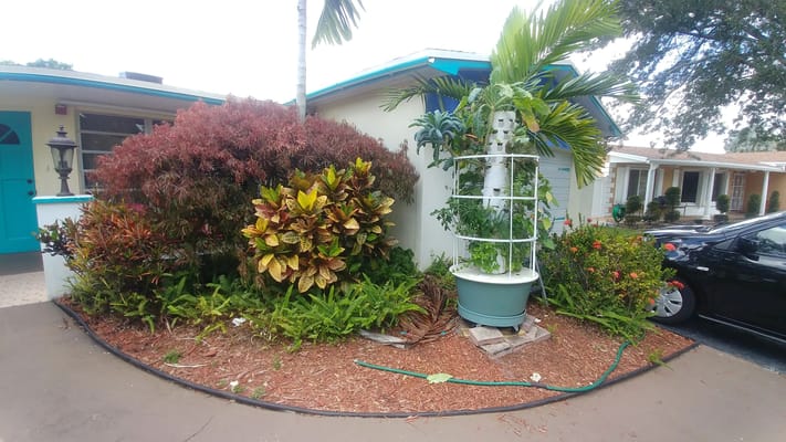 Lush garden area with tropical plants and landscaping