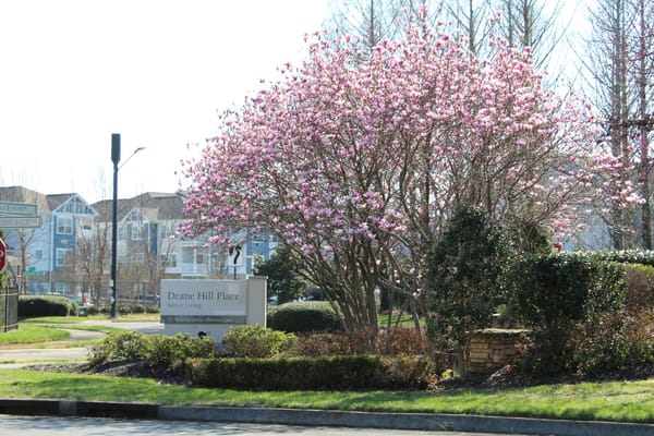 Pink flowering tree near the entrance sign of Deane Hill Place