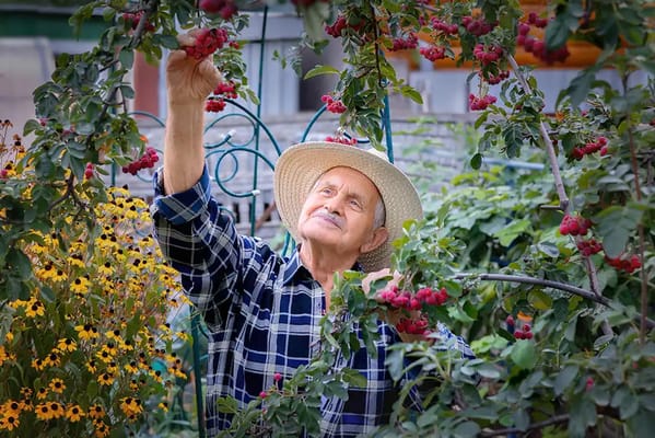 Senior man picking berries in a garden