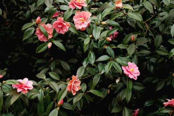 Independence Manor Hunterdon