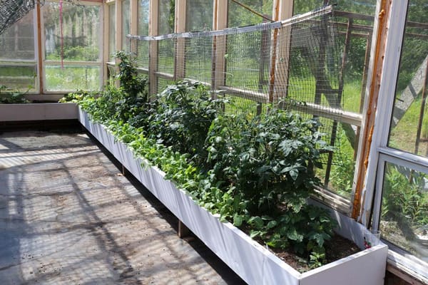 Indoor garden with healthy plants in raised beds