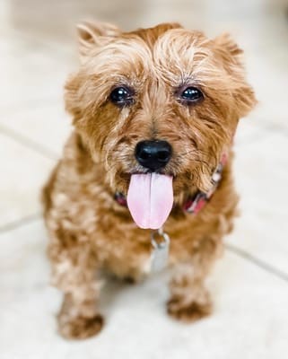 Majestic Rose Care Home