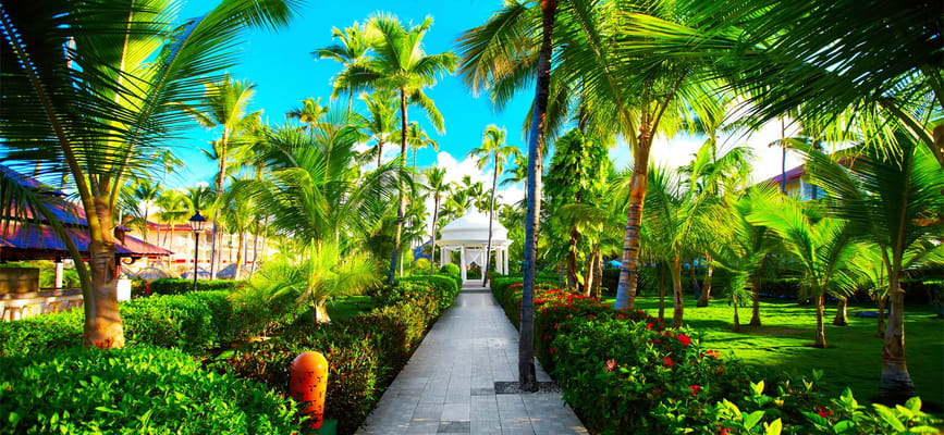 Pathway lined with palm trees in a lush garden