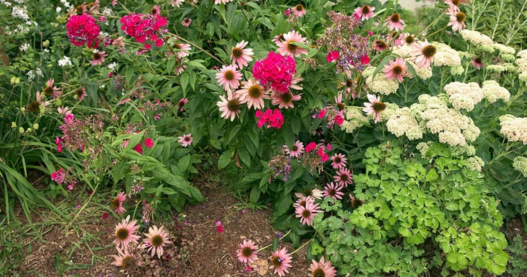 Colorful flower garden with various blooms