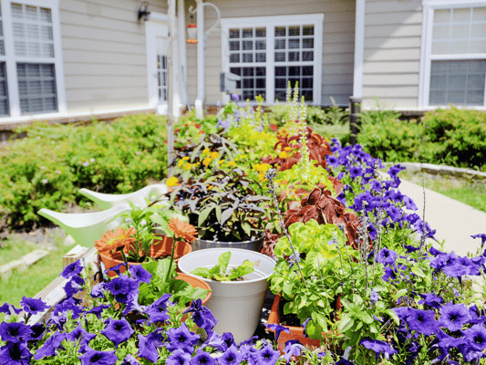 Colorful flower garden with vibrant plants