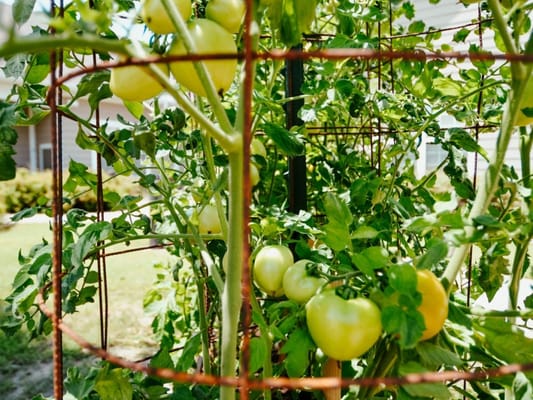 Green tomatoes growing in a garden