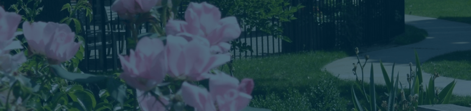 Close-up of pink roses in a garden setting