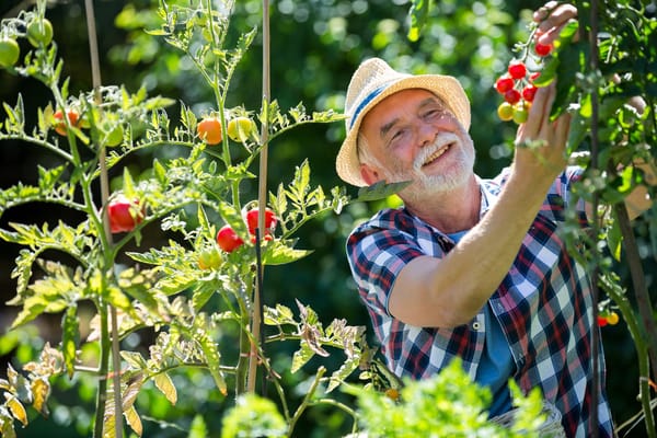 Resident harvesting tomatoes in the garden
