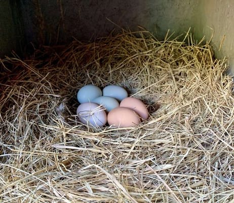 A Country Place Assisted Living Facility